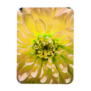 Yellow Dahlia Flower Magneet