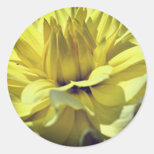 Yellow Dahlia Flower Ronde Sticker