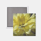 Yellow Dahlia Macro Flower Photography Magnet (Voorkant / Achterkant)