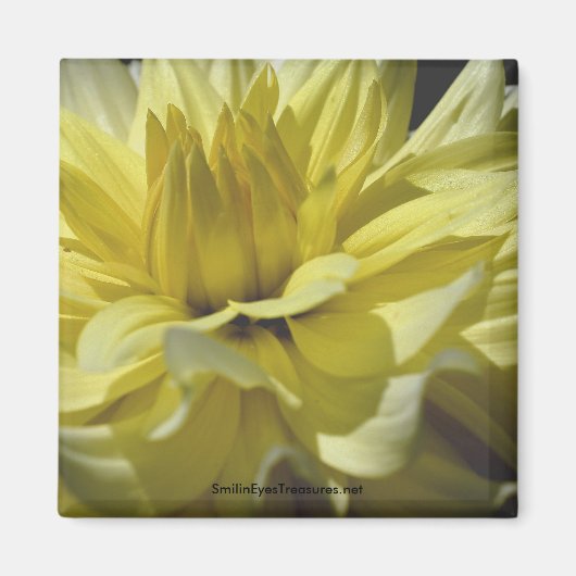 Yellow Dahlia Macro Flower Photography Magnet (Voorkant)