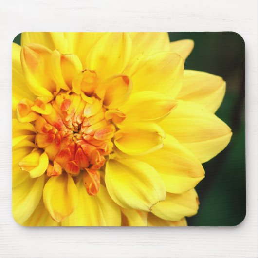 Yellow Dahlia Mousepad Muismat (Voorkant)