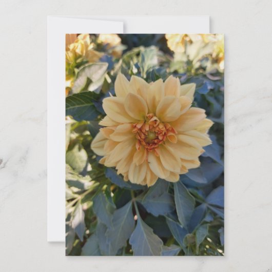 Yellow Dahlia Summer Flower Blank Wenskaart (Voorkant)