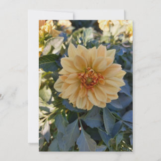 Yellow Dahlia Summer Flower Blank Wenskaart