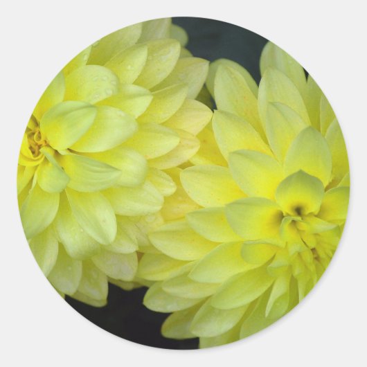 Yellow Dahlias Ronde Sticker (Voorkant)