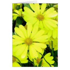 Yellow Daisies