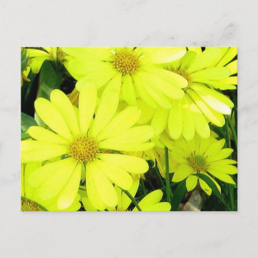 Yellow Daisies Briefkaart (Voorkant)