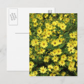 Yellow Daisies Briefkaart (Voorkant / Achterkant)