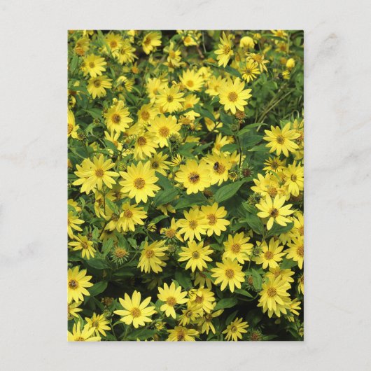Yellow Daisies Briefkaart (Voorkant)