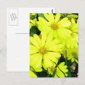 Yellow Daisies Briefkaart (Voorkant / Achterkant)