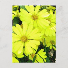 Yellow Daisies Briefkaart