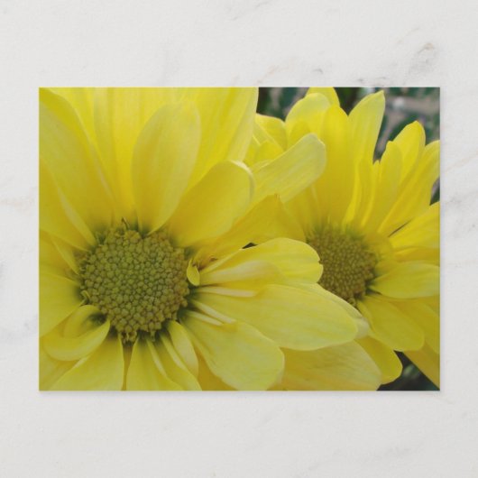 Yellow Daisies Briefkaart (Voorkant)