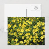 Yellow Daisies Briefkaart (Voorkant / Achterkant)