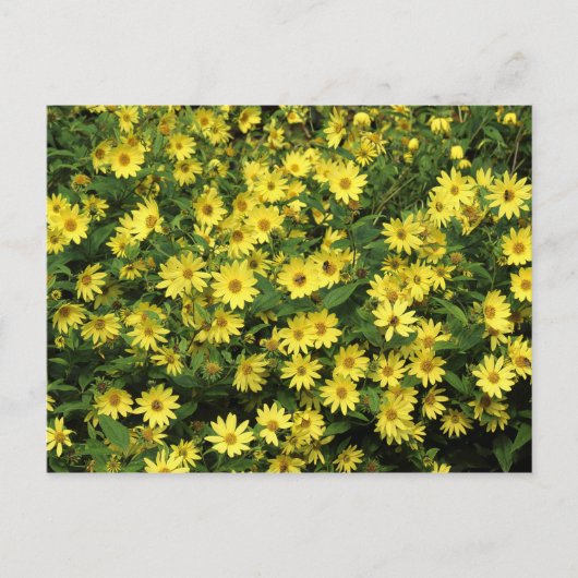 Yellow Daisies Briefkaart (Voorkant)