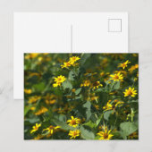 Yellow Daisies Foto Briefkaart (Voorkant / Achterkant)