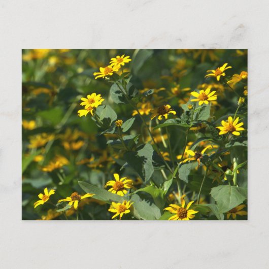 Yellow Daisies Foto Briefkaart (Voorkant)