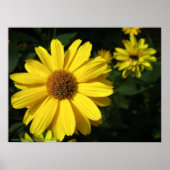 Yellow Daisies Poster (Voorkant)