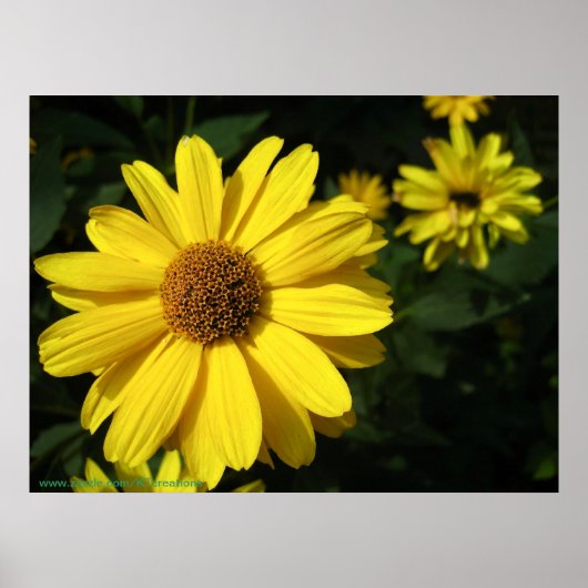 Yellow Daisies Poster (Voorkant)