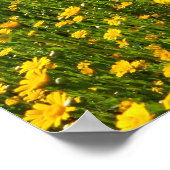 Yellow Daisies Poster (Hoek)