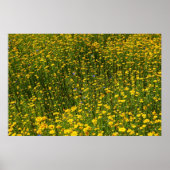 Yellow Daisies Poster (Voorkant)