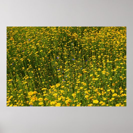 Yellow Daisies Poster (Voorkant)
