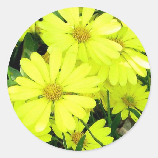 Yellow Daisies Ronde Sticker (Voorkant)