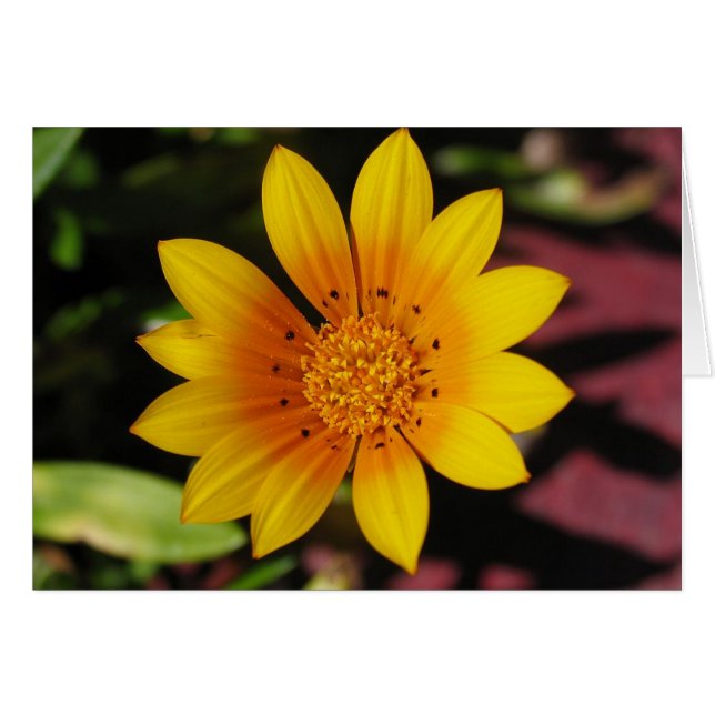 Yellow Daisy (Voorkant Horizontaal)