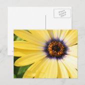Yellow Daisy Briefkaart (Voorkant / Achterkant)