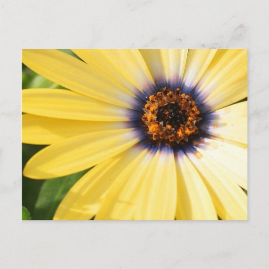 Yellow Daisy Briefkaart (Voorkant)