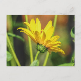 Yellow Daisy Briefkaart