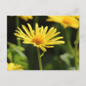 Yellow Daisy Briefkaart (Voorkant)