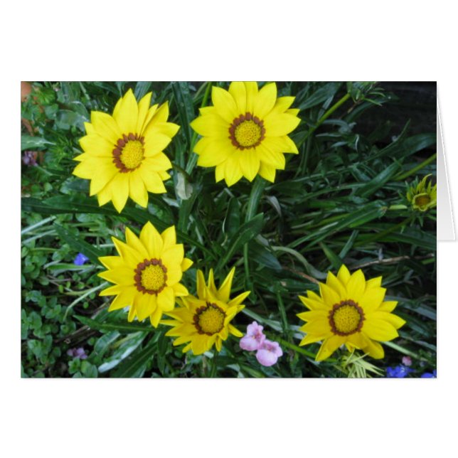 Yellow Daisy Card (Voorkant Horizontaal)