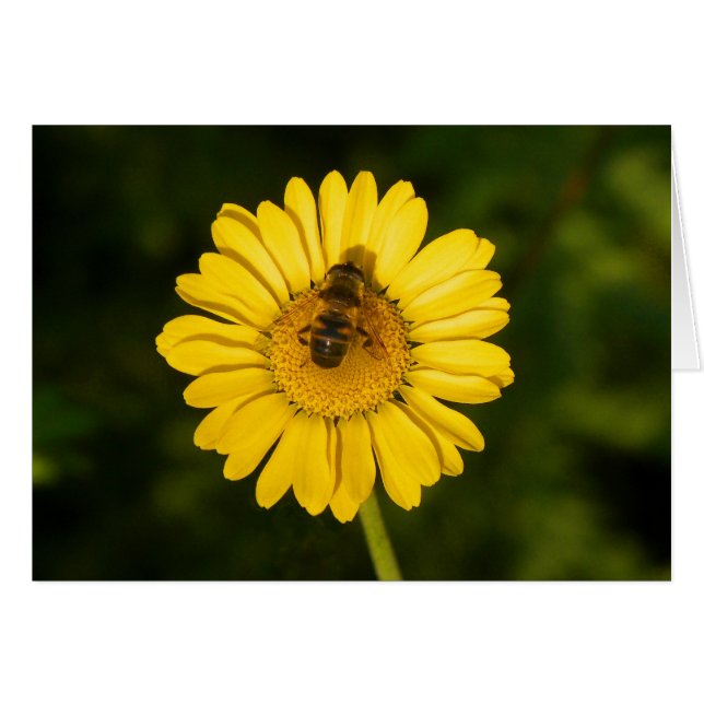 Yellow Daisy en bee (Voorkant Horizontaal)