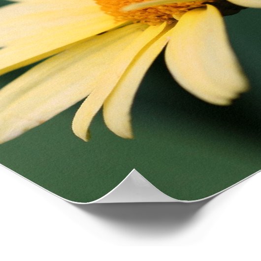 Yellow Daisy Flower Close Poster (Hoek)