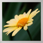 Yellow Daisy Flower Close Poster (Voorkant)