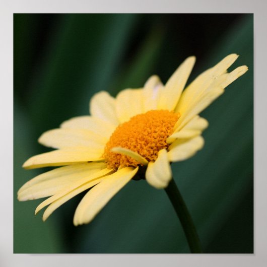 Yellow Daisy Flower Close Poster (Voorkant)