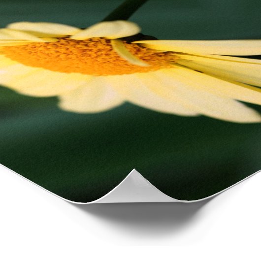 Yellow Daisy Flower Close Up Mirror Abstract Poster (Hoek)