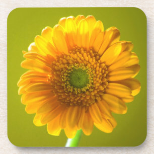 Yellow Daisy Gerbera Flower Drankjes Onderzetter