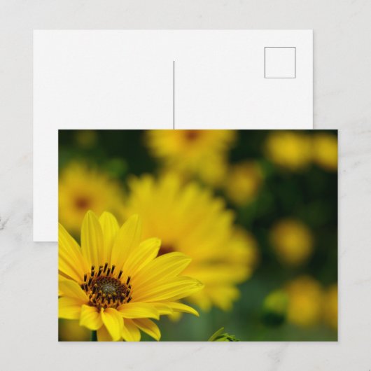 Yellow Daisy Helenium Briefkaart (Voorkant / Achterkant)