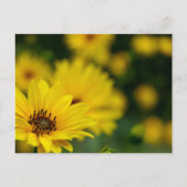 Yellow Daisy Helenium Briefkaart (Voorkant)