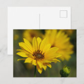 Yellow Daisy Helenium Briefkaart (Voorkant / Achterkant)