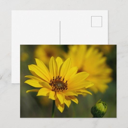 Yellow Daisy Helenium Briefkaart (Voorkant / Achterkant)
