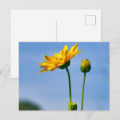 Yellow Daisy Helenium Briefkaart (Voorkant / Achterkant)