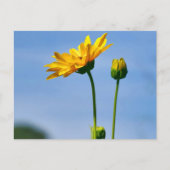 Yellow Daisy Helenium Briefkaart (Voorkant)
