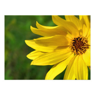 Yellow Daisy Helenium Foto Afdruk