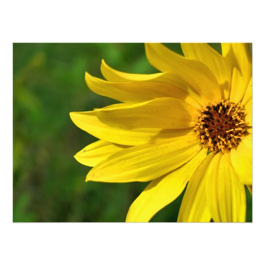 Yellow Daisy Helenium Foto Afdruk (Voorkant)