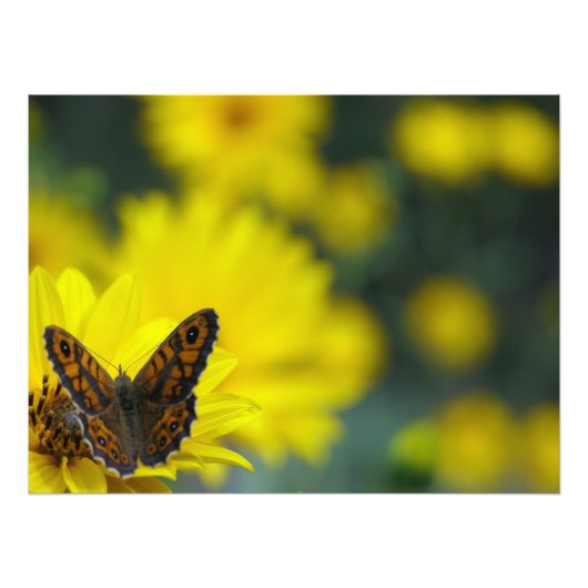 Yellow Daisy Helenium Foto Afdruk (Voorkant)