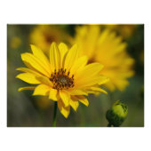 Yellow Daisy Helenium Foto Afdruk (Voorkant)