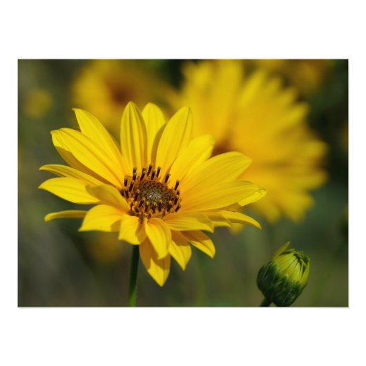 Yellow Daisy Helenium Foto Afdruk (Voorkant)