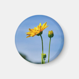 Yellow Daisy Helenium Magneet