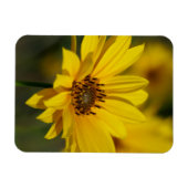 Yellow Daisy Helenium Magneet (Horizontaal)
